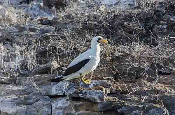 Piquero de Nazca - isla Dahne Menor - islas Galápagos - Ecuador 1.jpg